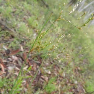 Juncus remotiflorus at Molonglo Valley, ACT - 21 Nov 2021