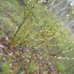 Juncus remotiflorus at Molonglo Valley, ACT - 21 Nov 2021