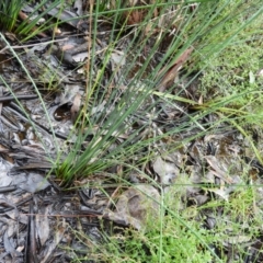 Juncus remotiflorus at Molonglo Valley, ACT - 21 Nov 2021