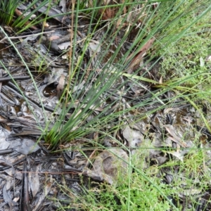 Juncus remotiflorus at Molonglo Valley, ACT - 21 Nov 2021 11:45 AM