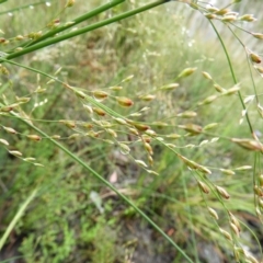 Juncus remotiflorus at Molonglo Valley, ACT - 21 Nov 2021