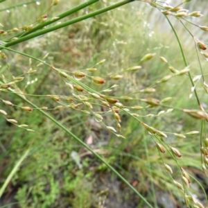 Juncus remotiflorus at Molonglo Valley, ACT - 21 Nov 2021