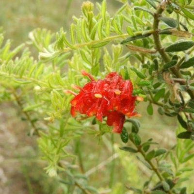 Grevillea alpina (Mountain Grevillea / Cat's Claws Grevillea) at Molonglo Valley, ACT - 21 Nov 2021 by MatthewFrawley