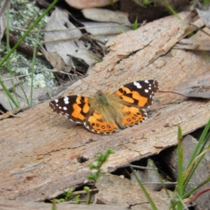 Vanessa kershawi at Molonglo Valley, ACT - 21 Nov 2021 12:06 PM