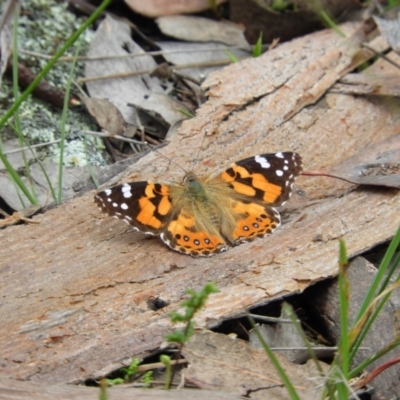 Vanessa kershawi (Australian Painted Lady) at Molonglo Valley, ACT - 21 Nov 2021 by MatthewFrawley