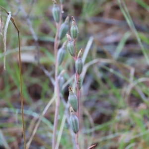 Thelymitra sp. at Paddys River, ACT - 21 Nov 2021