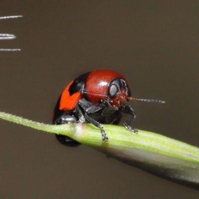 Ditropidus pulchellus (Leaf beetle) at ANBG - 21 Nov 2021 by TimL