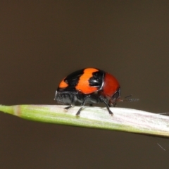 Ditropidus pulchellus at Acton, ACT - 21 Nov 2021