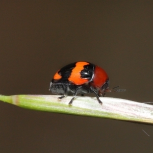 Ditropidus pulchellus at Acton, ACT - 21 Nov 2021