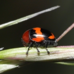 Ditropidus pulchellus at Acton, ACT - 21 Nov 2021