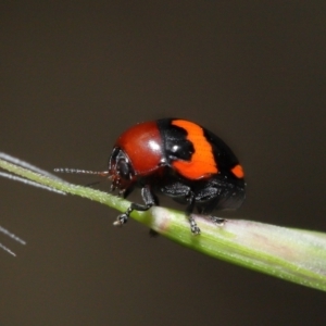 Ditropidus pulchellus at Acton, ACT - 21 Nov 2021