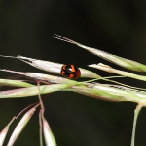 Ditropidus pulchellus at Acton, ACT - 21 Nov 2021