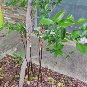 Gastrodia sesamoides at Greenway, ACT - suppressed