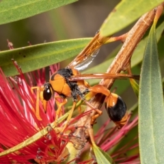 Delta bicinctum (Potter wasp) at Wodonga, VIC - 21 Nov 2021 by Roger