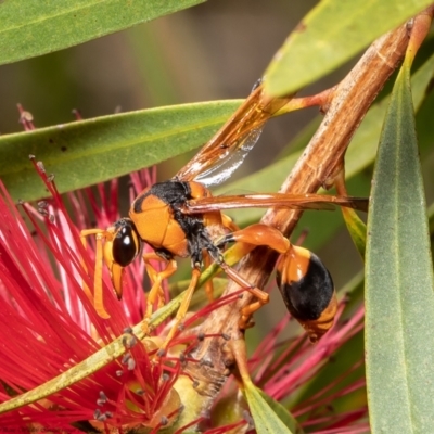 Delta bicinctum (Potter wasp) at Wodonga, VIC - 21 Nov 2021 by Roger