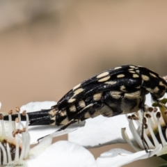 Mordella dumbrelli (Dumbrell's Pintail Beetle) at Wodonga, VIC - 21 Nov 2021 by Roger