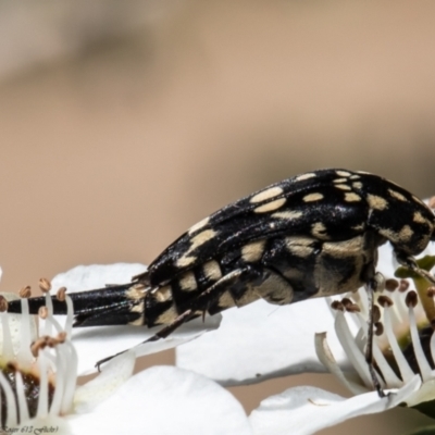 Mordella dumbrelli (Dumbrell's Pintail Beetle) at Wodonga, VIC - 21 Nov 2021 by Roger