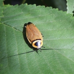 Ellipsidion australe (Austral Ellipsidion cockroach) at Pollinator-friendly garden Conder - 20 Dec 2016 by michaelb