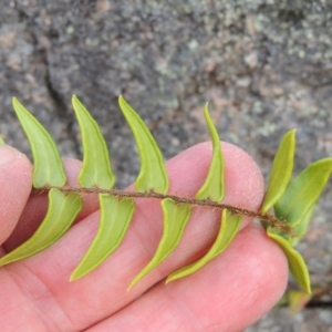 Pellaea calidirupium at Theodore, ACT - 20 Oct 2021