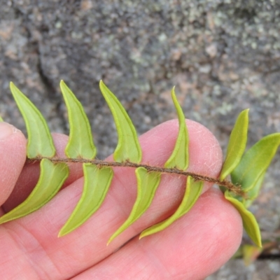 Pellaea calidirupium (Hot Rock Fern) at Theodore, ACT - 20 Oct 2021 by MichaelBedingfield