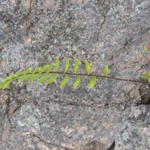 Pellaea calidirupium at Theodore, ACT - 20 Oct 2021