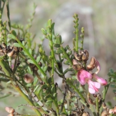 Indigofera adesmiifolia (Tick Indigo) at Theodore, ACT - 20 Oct 2021 by michaelb