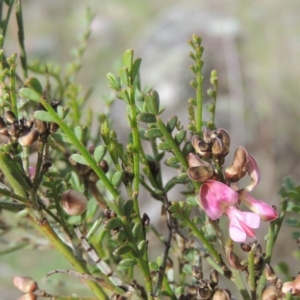 Indigofera adesmiifolia at Theodore, ACT - 20 Oct 2021