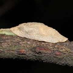 Cystopelta sp. (genus) (Unidentified Cystopelta Slug) at ANBG - 21 Nov 2021 by TimL