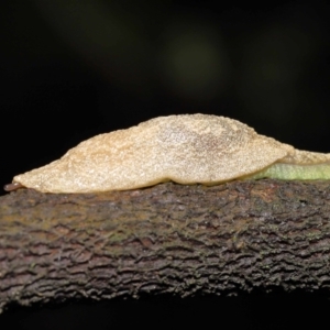 Cystopelta sp. (genus) at Acton, ACT - 21 Nov 2021 11:15 AM