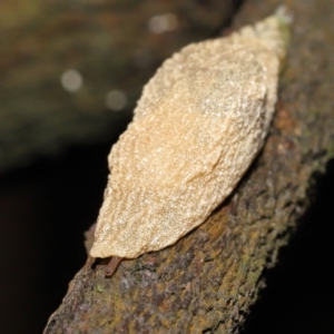 Cystopelta sp. (genus) at Acton, ACT - 21 Nov 2021 11:15 AM