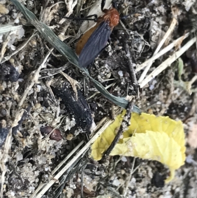 Bibio imitator (Garden maggot) at Lyneham, ACT - 22 Nov 2021 by Tapirlord