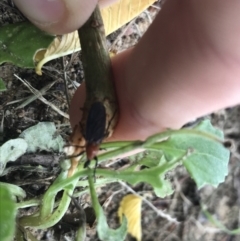 Bibio imitator at Lyneham, ACT - 22 Nov 2021 01:37 PM