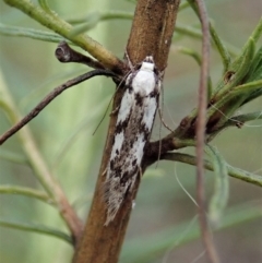 Eusemocosma pruinosa (Philobota Group Concealer Moth) at Molonglo Valley, ACT - 20 Nov 2021 by CathB