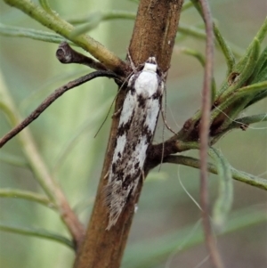 Eusemocosma pruinosa at Molonglo Valley, ACT - 21 Nov 2021 10:38 AM