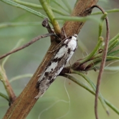 Eusemocosma pruinosa at Molonglo Valley, ACT - 21 Nov 2021