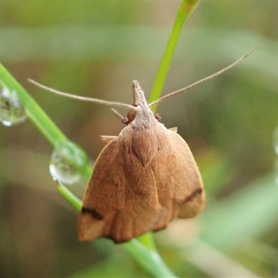 Tortricopsis uncinella (A concealer moth) at Molonglo Valley, ACT - 20 Nov 2021 by CathB