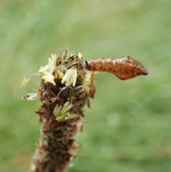 Hypertrophidae sp. (family) (Unidentified Twig Moth) at Molonglo Valley, ACT - 20 Nov 2021 by CathB