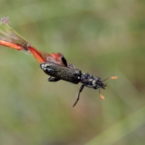 Eleale simplex at Aranda, ACT - 20 Nov 2021 03:25 PM