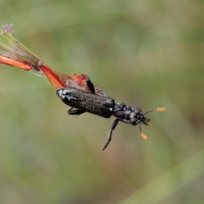 Eleale simplex (Clerid beetle) at Aranda, ACT - 20 Nov 2021 by CathB