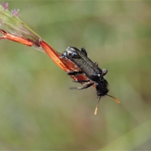 Eleale simplex at Aranda, ACT - 20 Nov 2021 03:25 PM