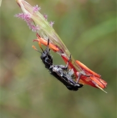 Eleale simplex at Aranda, ACT - 20 Nov 2021 03:25 PM