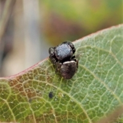 Simaethula sp. (genus) (A jumping spider) at Molonglo Valley, ACT - 21 Nov 2021 by CathB
