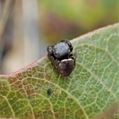 Simaethula sp. (genus) (A jumping spider) at Molonglo Valley, ACT - 21 Nov 2021 by CathB