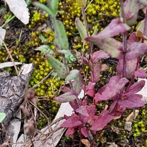 Hypericum gramineum at O'Connor, ACT - 22 Nov 2021 01:35 PM