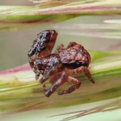 Stephanopis sp. (genus) (Knobbly crab spider) at Aranda, ACT - 21 Nov 2021 by CathB