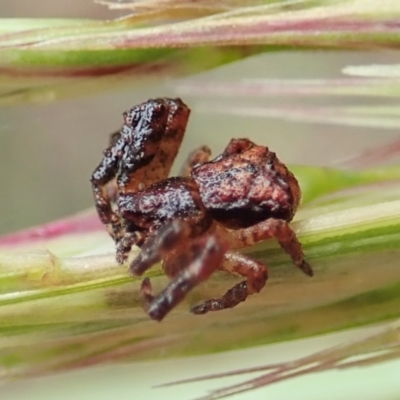 Stephanopis sp. (genus) (Knobbly crab spider) at Aranda, ACT - 21 Nov 2021 by CathB