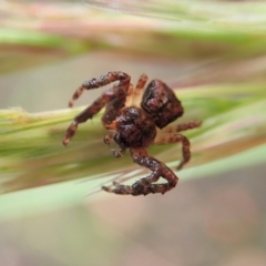 Stephanopis sp. (genus) at Aranda, ACT - 21 Nov 2021