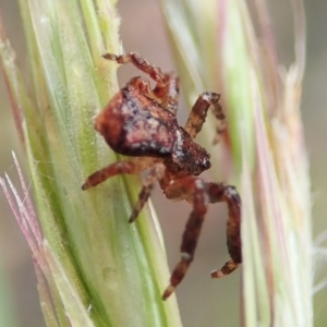 Stephanopis sp. (genus) at Aranda, ACT - 21 Nov 2021