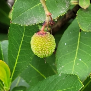 Arbutus unedo at O'Connor, ACT - 22 Nov 2021