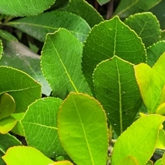 Arbutus unedo at O'Connor, ACT - 22 Nov 2021